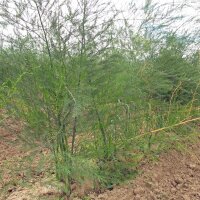 Bleich-Spargel Ruhm von Braunschweig (Asparagus...