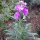 Levkoje (Matthiola incana) Samen
