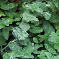 Katzenminze (Nepeta cataria) Samen