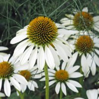 Weißer Sonnenhut White Swan (Echinacea purpurea)...
