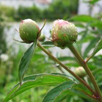 Gemeine Pfingstrose (Paeonia officinalis ssp. banatica)...