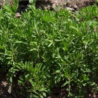 Linse Du Puy (Lens culinaris) Bio