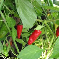 Chili Pimientos de Padrón (Capsicum annuum) Bio...
